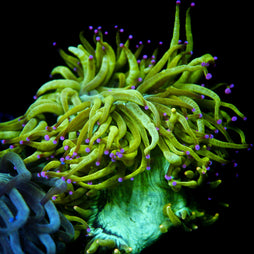 JC Biota Julian Sprung Elegance