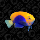 Flameback Angelfish - AQ Biota