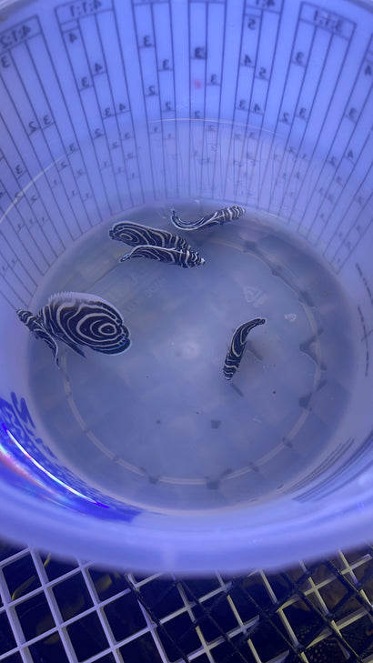 BA Imperator Angelfish - Captive Bred