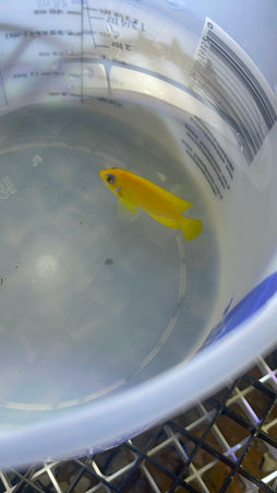 Lemon Peel Angelfish - Bali Aquarich