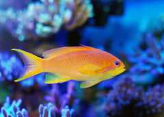 Lyretail Anthias - AQ Biota