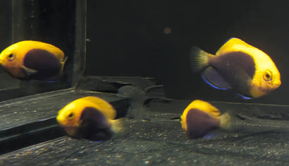 Flameback Angelfish - AQ Biota