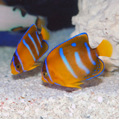 Passer Angelfish - AQ Biota