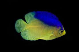 Colin’s Angelfish