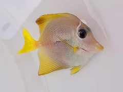 Bali Aquarich Yellow x Purple Tang Hybrid