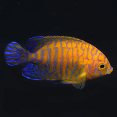 Hawaiian Potter’s Angelfish - Captive Bred