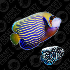 BA Imperator Angelfish - Captive Bred