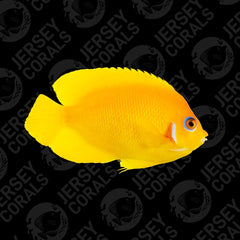 Lemon Peel Angelfish - Bali Aquarich