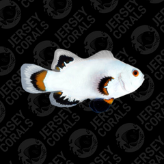 Longfin Ice Storm Clownfish