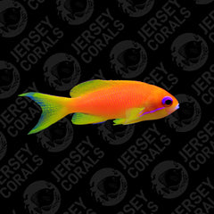 Lyretail Anthias - AQ Biota