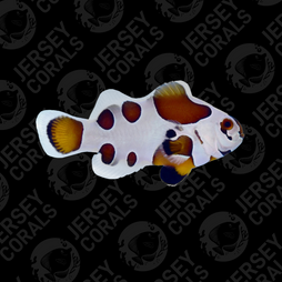 Mocha Storm Clownfish