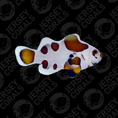 Mocha Storm Clownfish (Multiples Available)