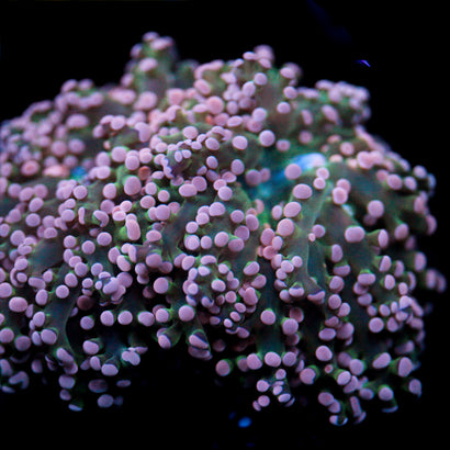 JC Pink Tip Octo