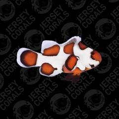 Orange Storm Clownfish