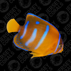 Passer Angelfish - AQ Biota