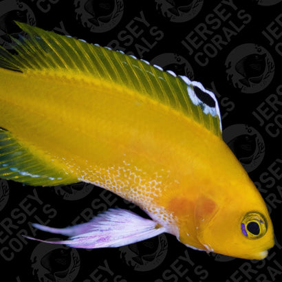 Biota Platinum White Cuban Basslet