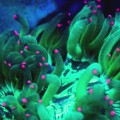 Biota Aquacultured Pink Tip Elegance