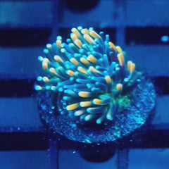JC Sour sucker Galaxea