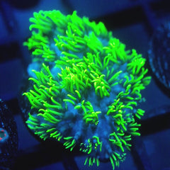 JC Lime Wire Gsp