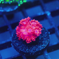 JC Dragon Newt Goni