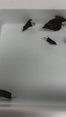 Baby Gem Tang - 1”-2”