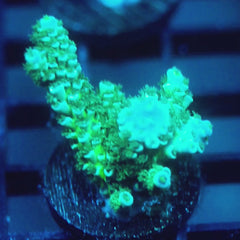 JC Green Demon Acro
