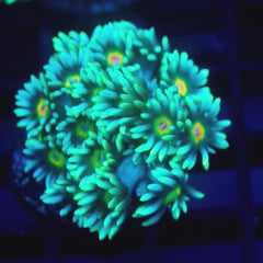 JC Sunflower Goni