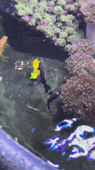 Bali Aquarich Tigerpyge Angelfish Grade C (Faint or No Stripe. See Youtube Link for WYSIWYG)