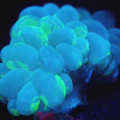 JC Yellow Splatter Bubble Coral 2