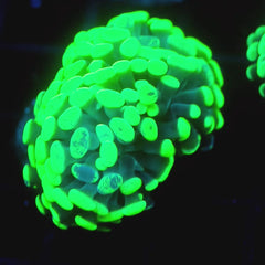 JC Neon Splatter Hammer