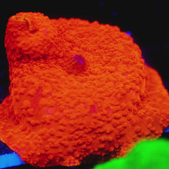 JC Ultra Red Discosoma 2