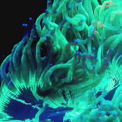 JC Biota Aquacultured Hidden Leaf Hurricane Elegance