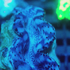 JC Biota Chodan's Choice Maxima