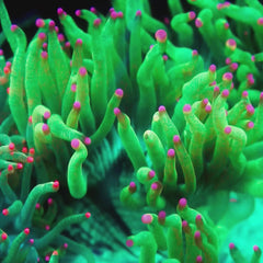 JC Biota Aquacultured Julian Sprung Elegance, Absolutely Massive 6.5