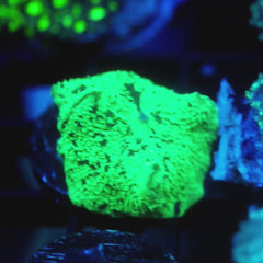 JC Kryptonite Eclectus