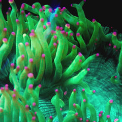 JC Biota Aquacultured Hyper Pink Tip Elegance