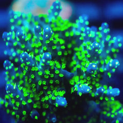 JC Bonsai Acro Mini Colony