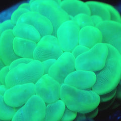JC Green Bubble Coral 3