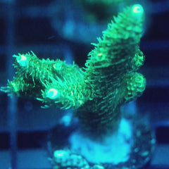 JC Green Kraze Acro
