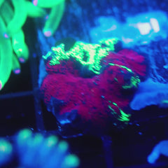 JC Ultra Eclectus Vortex Pattern LG