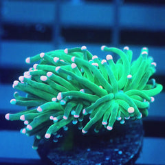JC Cotton Candy Cotton Candy Torch