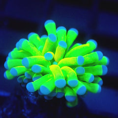 JC Baby OG Holy Grail Torch
