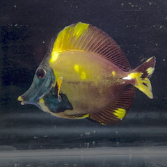 Aberrant Koi Tang
