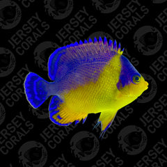 Purple Masked Angelfish - Captive Bred