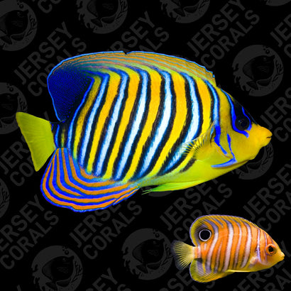Regal Angelfish - Captive Bred