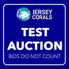 shopify auction