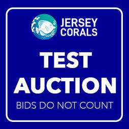 TEST AUCTION