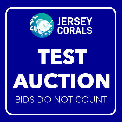 TEST AUCTIONS