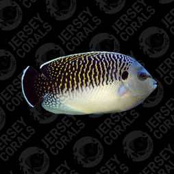 Poma Labs Captive Bred Apolemichthys kingi - Tiger Angelfish