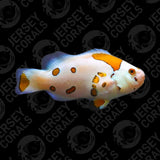 White Storm Clownfish
